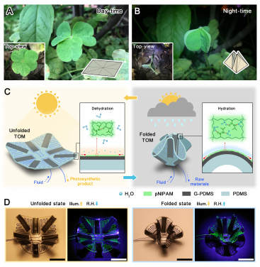 Oxalis corniculata at its (A) open state during the daytime and (B) close state during nighttime. Left insets: Top view of its open and close states, respectively. Right insets: Unfolded and folded states of the corresponding origami structure, respectively. (C) Schematic drawing of the TOM at its unfolded state when the temperature is high and light irradiates; folded state when the temperature is low and humidity is high. The insets show the schematic dehydration and hydration in the pNIPAM hydrogel layer of the actuating unit at the unfolded and folded states. (D) Bright-field images (channel is filled with blue dye) and dark-field images (channel is filled with fluorescent dye) of TOM’s two states. Scale bars, 10 mm.
 